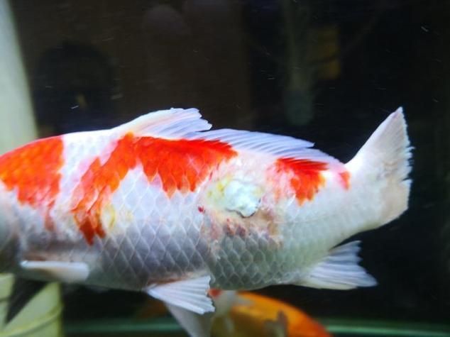 能否提供魚鰭根部充血的治療前后對比圖，如何治療魚鰭根部充血