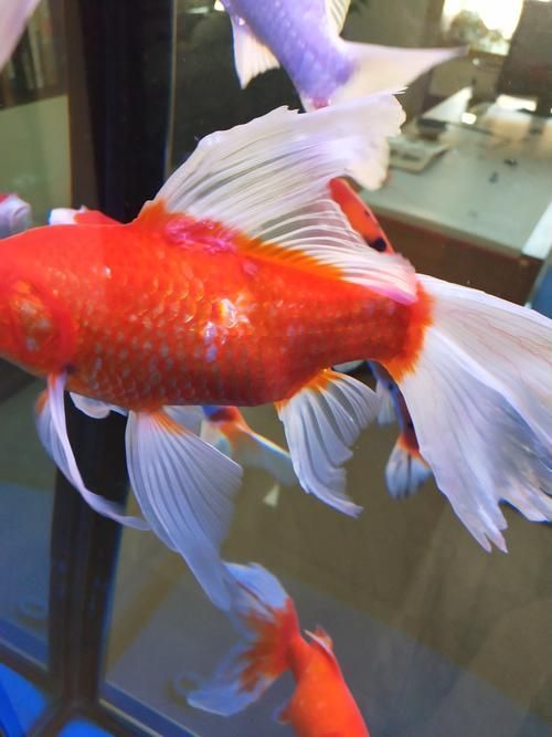 能否提供魚鰭根部充血的治療前后對比圖，如何治療魚鰭根部充血