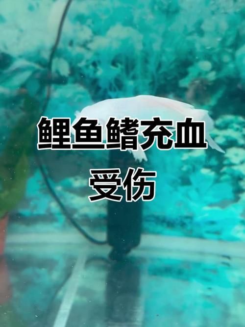 能否提供魚鰭根部充血的治療前后對比圖，如何治療魚鰭根部充血
