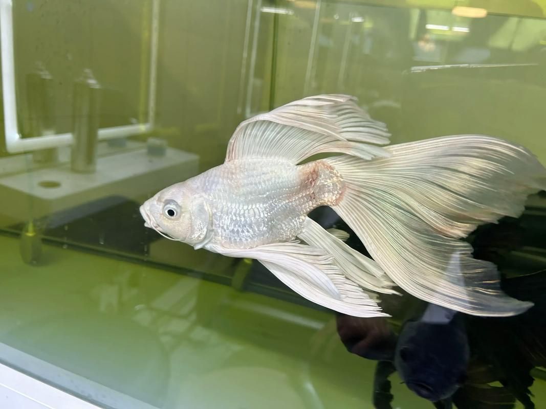 能否提供魚鰭根部充血的治療前后對比圖，如何治療魚鰭根部充血