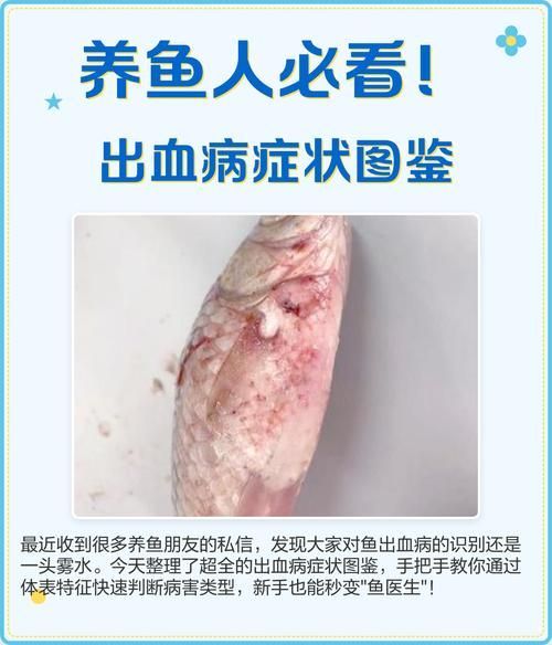能否提供魚鰭根部充血的治療前后對比圖，如何治療魚鰭根部充血