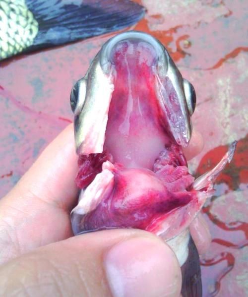 能否提供魚鰭根部充血的治療前后對比圖，如何治療魚鰭根部充血