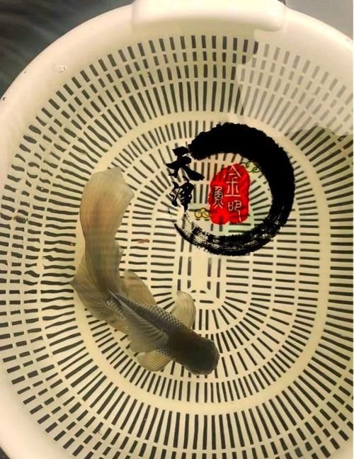 能否提供魚鰭根部充血的治療前后對比圖，如何治療魚鰭根部充血