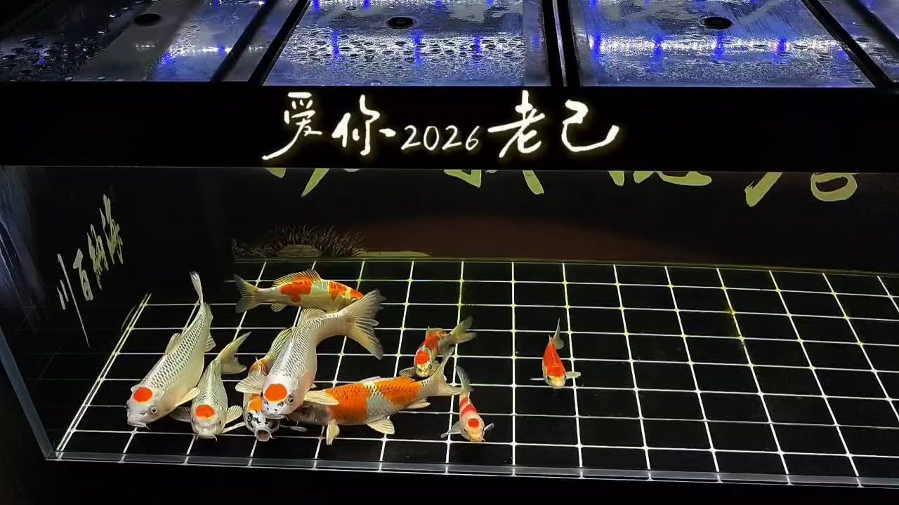 錦鯉，cos30sin60評論：錦鯉的奧秘與文化意義