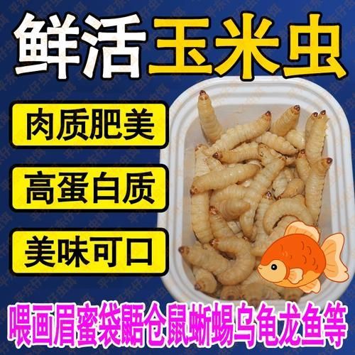 有哪些適合龍魚的開口餌料？，新手養龍魚開口訓練，步驟不要記錯了 有哪些適合龍魚的開口餌料？，新手養龍魚開口訓練，步驟不要記錯了 龍魚百科 第16張