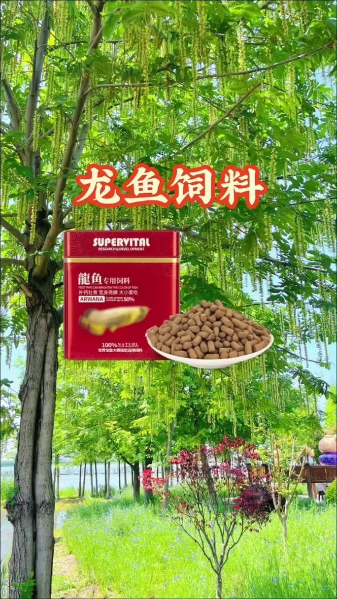有哪些適合龍魚的開口餌料？，新手養龍魚開口訓練，步驟不要記錯了 有哪些適合龍魚的開口餌料？，新手養龍魚開口訓練，步驟不要記錯了 龍魚百科 第13張