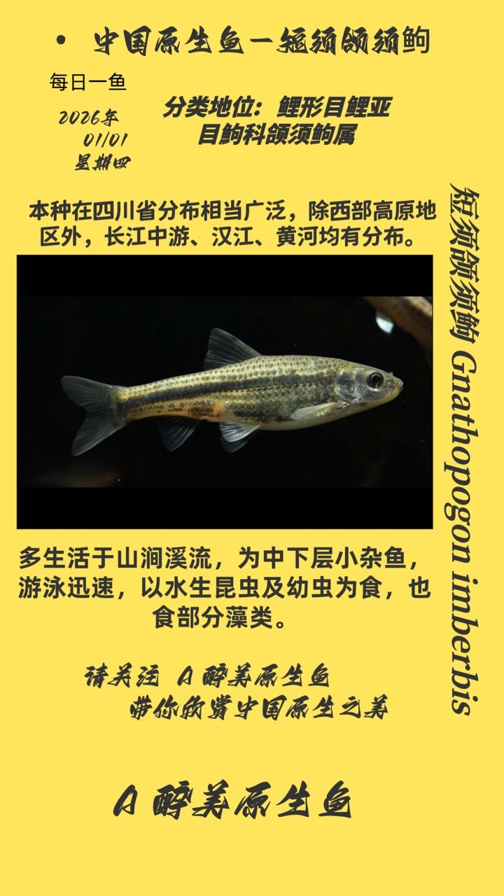 短須頜須，短須頜須是一種獨(dú)特的生物特征