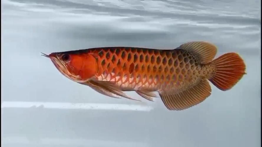 祥龍魚場是否供應(yīng)紅尾平克魚？，關(guān)于祥龍魚場的問題