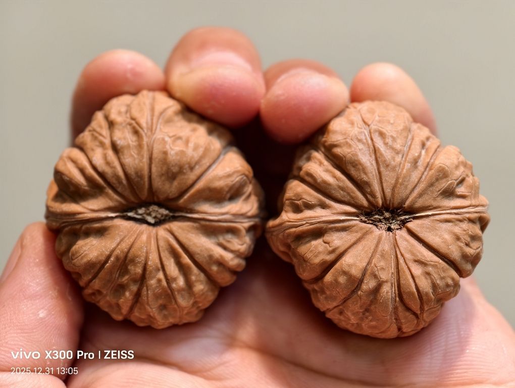 【淶水麻核桃·南瓜墩226包郵】，水麻核桃·南瓜墩226包郵