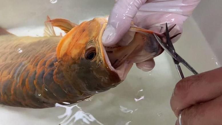 給我一些銀龍魚潰爛病的防治圖片，如何防治銀龍魚潰爛病