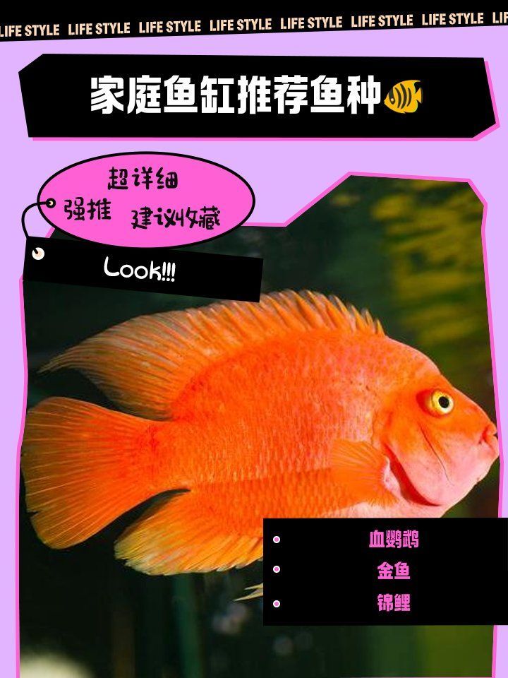 魚缸里養什么魚最好？，家庭魚缸養什么樣的魚最好