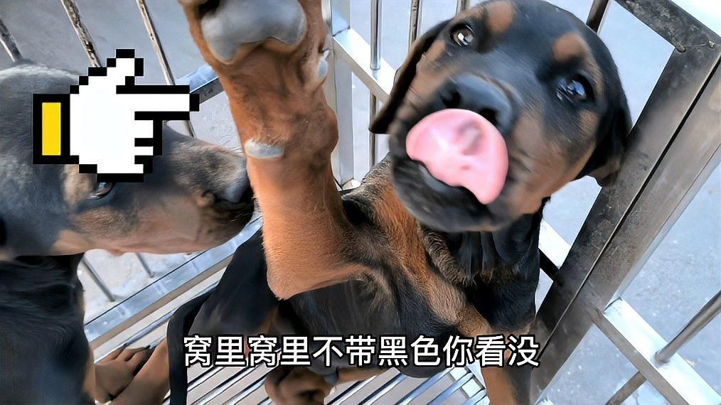 如何區分萊州紅犬和其他犬種，萊州紅與杜賓犬的區別,萊州紅和杜賓犬其實很好區分 如何區分萊州紅犬和其他犬種，萊州紅與杜賓犬的區別,萊州紅和杜賓犬其實很好區分 龍魚百科 第1張