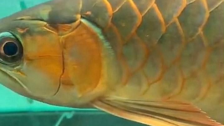 龍魚咬尾后如何護理，龍魚咬尾怎么辦 龍魚咬尾后如何護理，龍魚咬尾怎么辦 龍魚百科 第1張