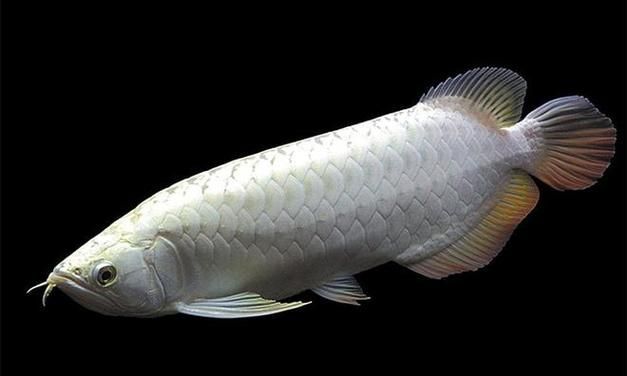 除了紅龍魚,還有哪些龍魚價格昂貴?,盤點那些身價不菲的龍魚 龍魚百科 第11張 除了紅龍魚,還有哪些龍魚價格昂貴?,盤點那些身價不菲的龍魚 除了紅龍魚,還有哪些龍魚價格昂貴?,盤點那些身價不菲的龍魚 龍魚百科 第11張
