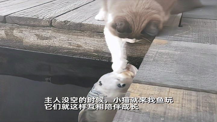 有哪些貓與魚共處的成功案例，貓與魚共處的成功案例