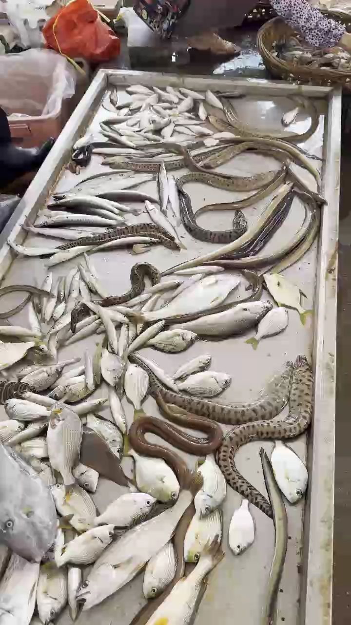 魚，昆weixin001評論：水生生態系統中的頂級捕食者