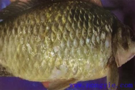 黑身松鱗病最簡單三個征兆，黑身松鱗病最簡單、最直接的三個征兆