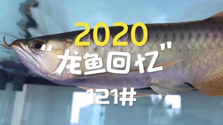 哪些因素會影響龍魚的生長速度？，養殖龍魚的基本要求