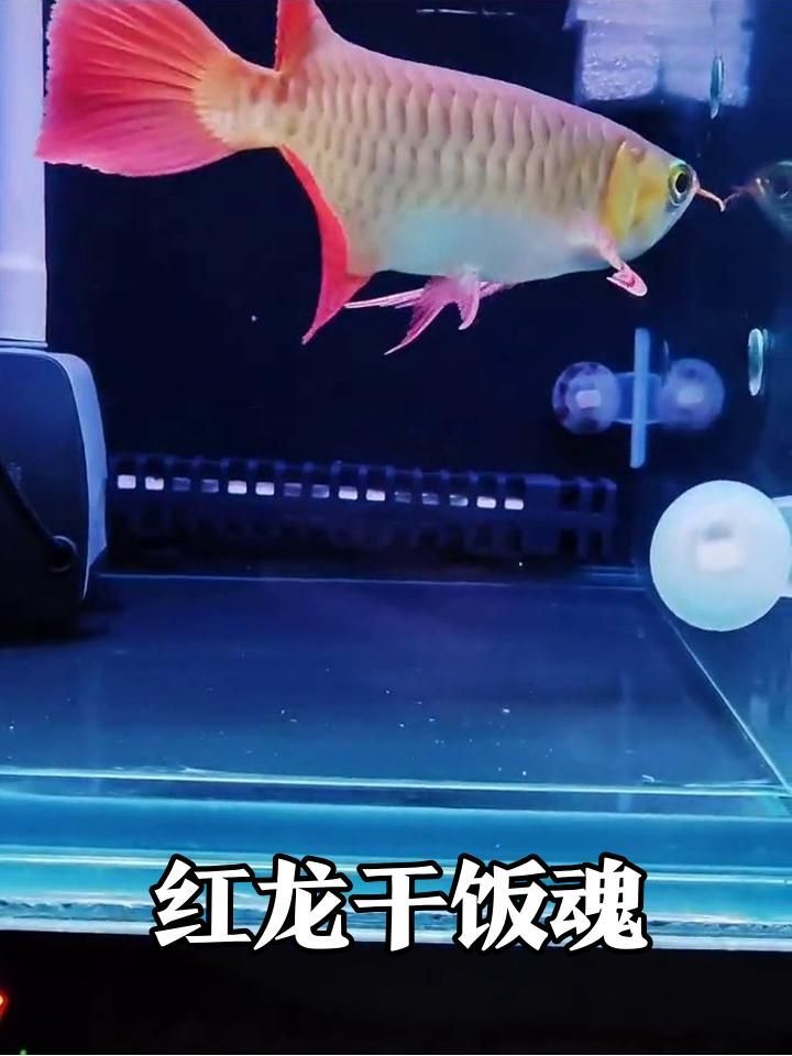 還有哪些紅龍魚視頻受歡迎，紅龍魚發(fā)色過程視頻有哪些,有哪些紅龍魚品種鑒別視頻