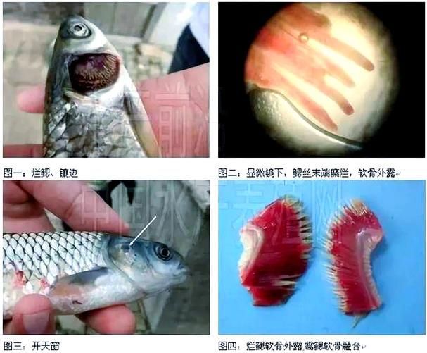 如何預防龍魚爛鰓病，龍魚爛鰓病的系統性預防指南（1000字詳解） 如何預防龍魚爛鰓病，龍魚爛鰓病的系統性預防指南（1000字詳解） 龍魚百科 第5張