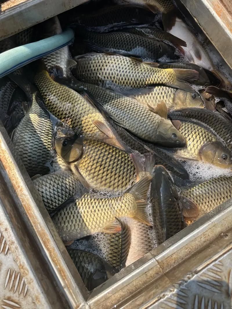 磁縣龍魚的養殖技術有哪些？，河北磁縣龍魚養殖技術規范養殖技術規范養殖技術規范