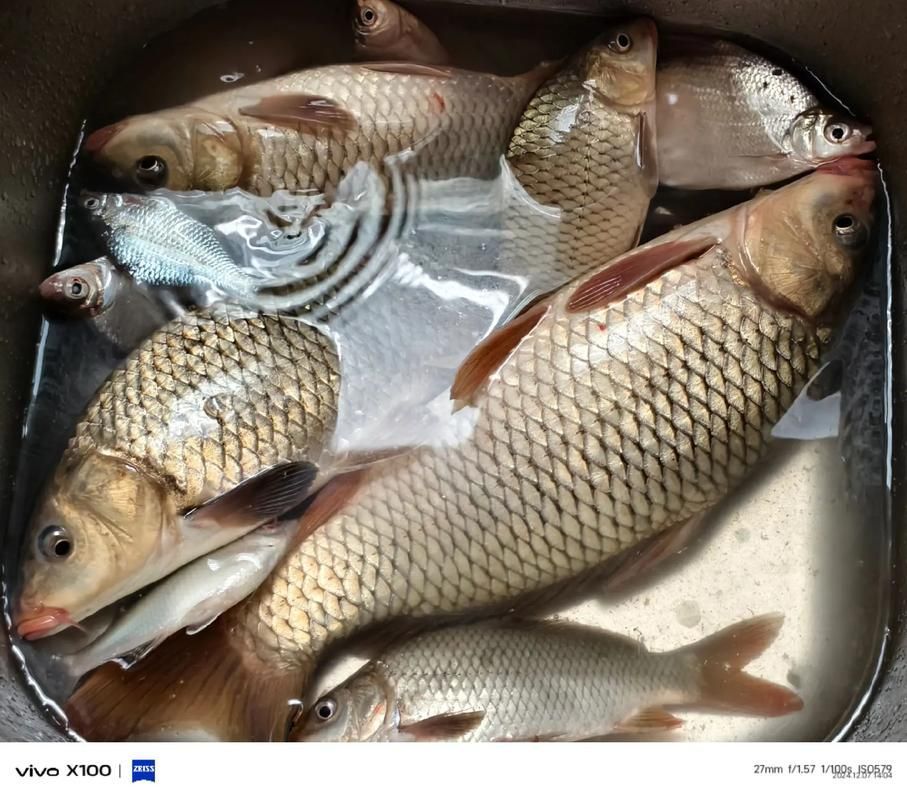 磁縣龍魚的養殖技術有哪些？，河北磁縣龍魚養殖技術規范養殖技術規范養殖技術規范