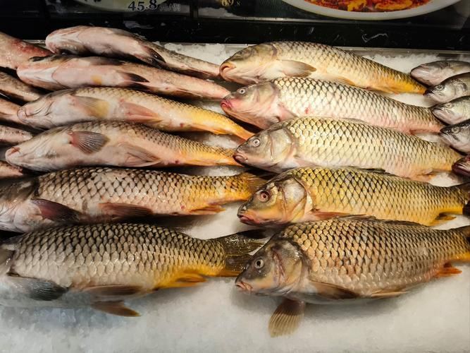 磁縣龍魚的養殖技術有哪些？，河北磁縣龍魚養殖技術規范養殖技術規范養殖技術規范