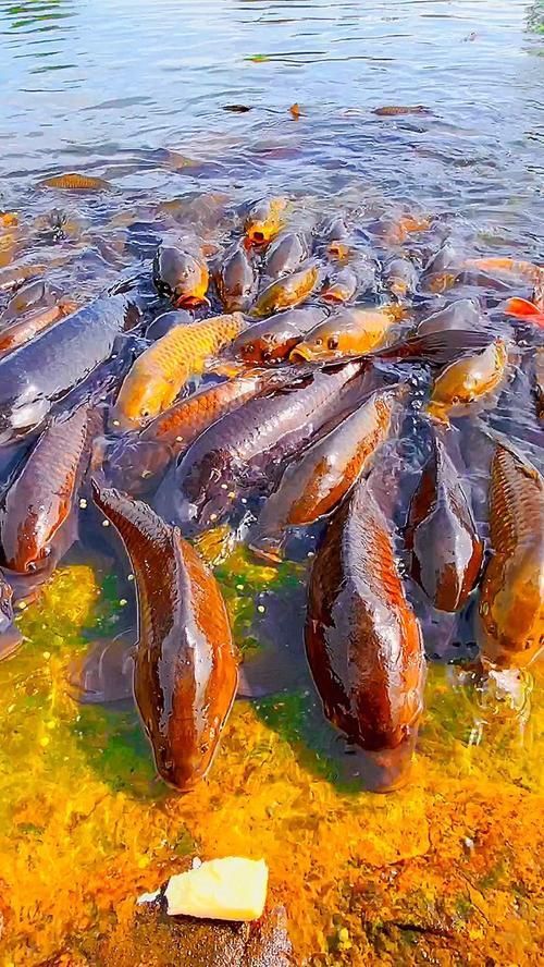 磁縣龍魚的養殖技術有哪些？，河北磁縣龍魚養殖技術規范養殖技術規范養殖技術規范