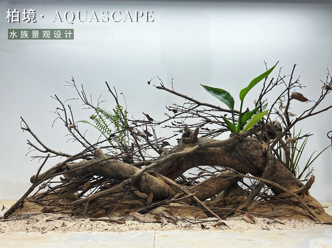 給我一些120×60魚缸的造景圖片，120×60厘米的魚缸造景圖片展示了如何通過不同的植物、裝飾品和水生物來豐富您的魚缸景觀