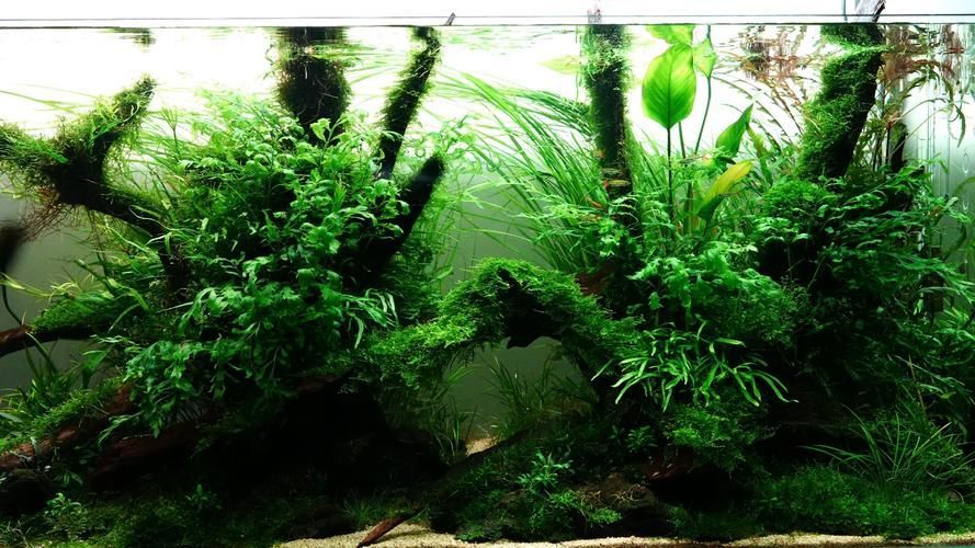 給我一些120×60魚缸的造景圖片，120×60厘米的魚缸造景圖片展示了如何通過不同的植物、裝飾品和水生物來豐富您的魚缸景觀