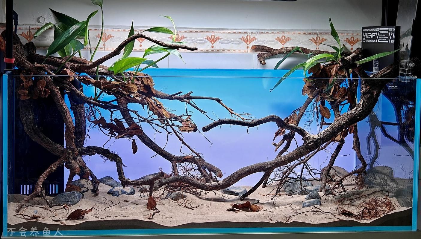 給我一些120×60魚缸的造景圖片，120×60厘米的魚缸造景圖片展示了如何通過不同的植物、裝飾品和水生物來豐富您的魚缸景觀
