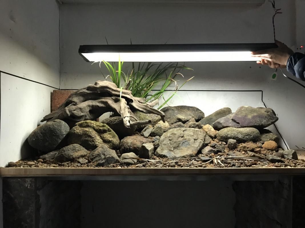 給我一些120×60魚缸的造景圖片，120×60厘米的魚缸造景圖片展示了如何通過不同的植物、裝飾品和水生物來豐富您的魚缸景觀