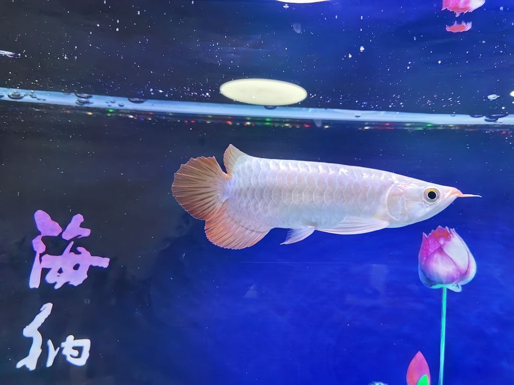 小家伙到家了，小家伙到家了，