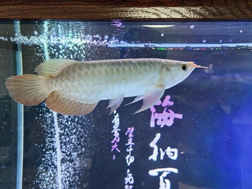 小家伙到家了，小家伙到家了，