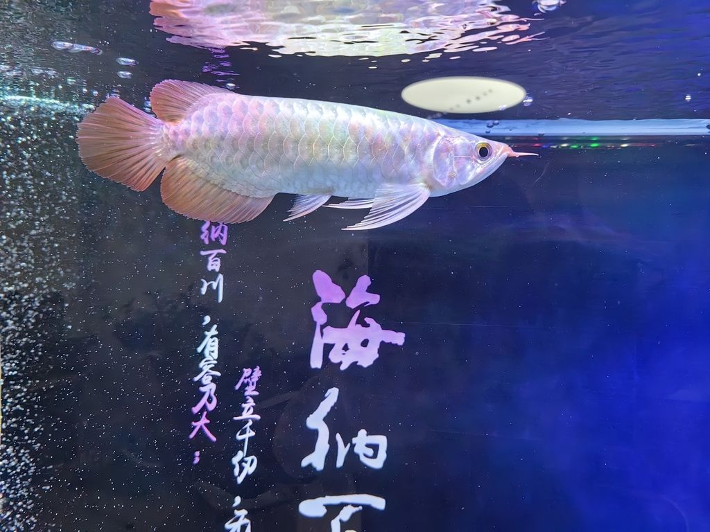 小家伙到家了，小家伙到家了，