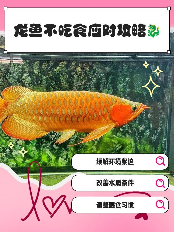 龍魚(yú)不吃食的解決方法，導(dǎo)致龍魚(yú)不吃食的原因及解決方法