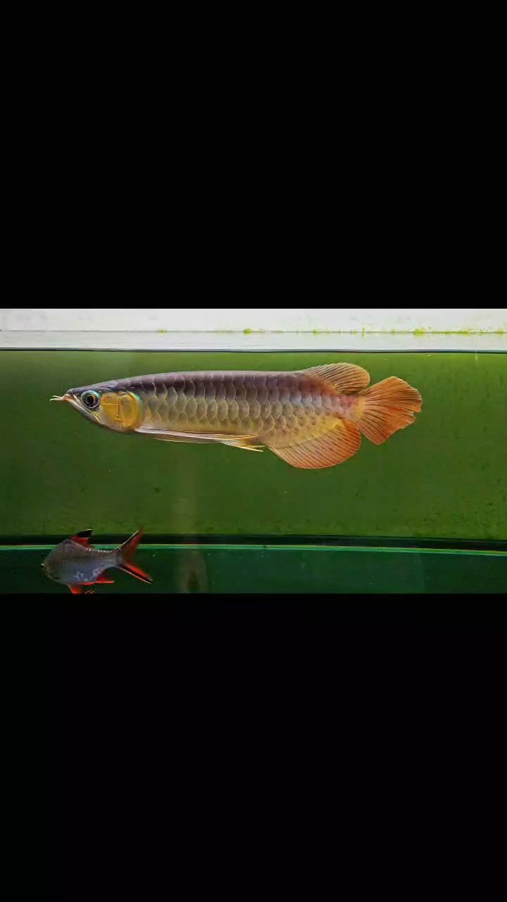 新年好，千年_評論：新年好，隨著新年鐘聲的敲響