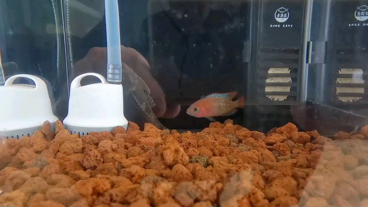 古典羅漢魚(yú)，古典羅漢魚(yú)室內(nèi)設(shè)計(jì)陳工評(píng)論：室內(nèi)設(shè)計(jì)陳工評(píng)論