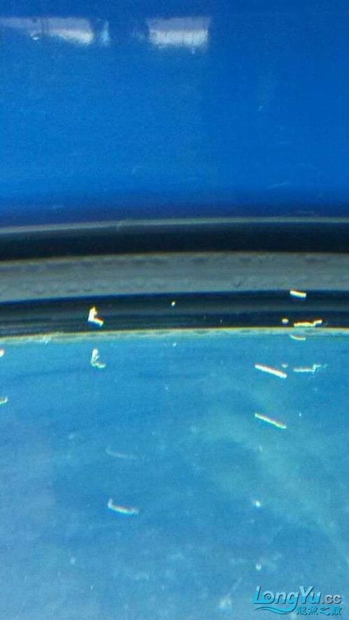 正常龍魚糞便圖，如何判斷龍魚糞便是否正常