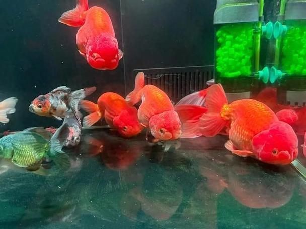 如何判斷魚是否完全恢復(fù)，arxiv論文助手工具arxiv論文助手判斷魚是否完全恢復(fù)