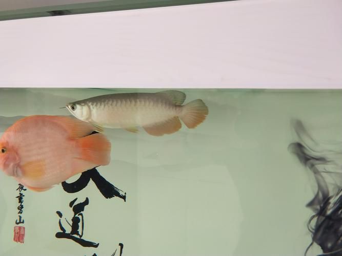 給我一份高背和過背的對比圖鑒，如何區(qū)分高背和過背金龍魚 給我一份高背和過背的對比圖鑒，如何區(qū)分高背和過背金龍魚 龍魚百科 第8張