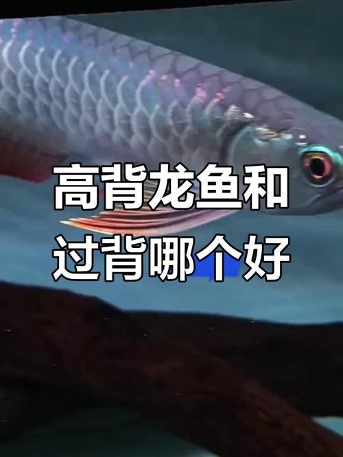 給我一份高背和過背的對比圖鑒，如何區(qū)分高背和過背金龍魚