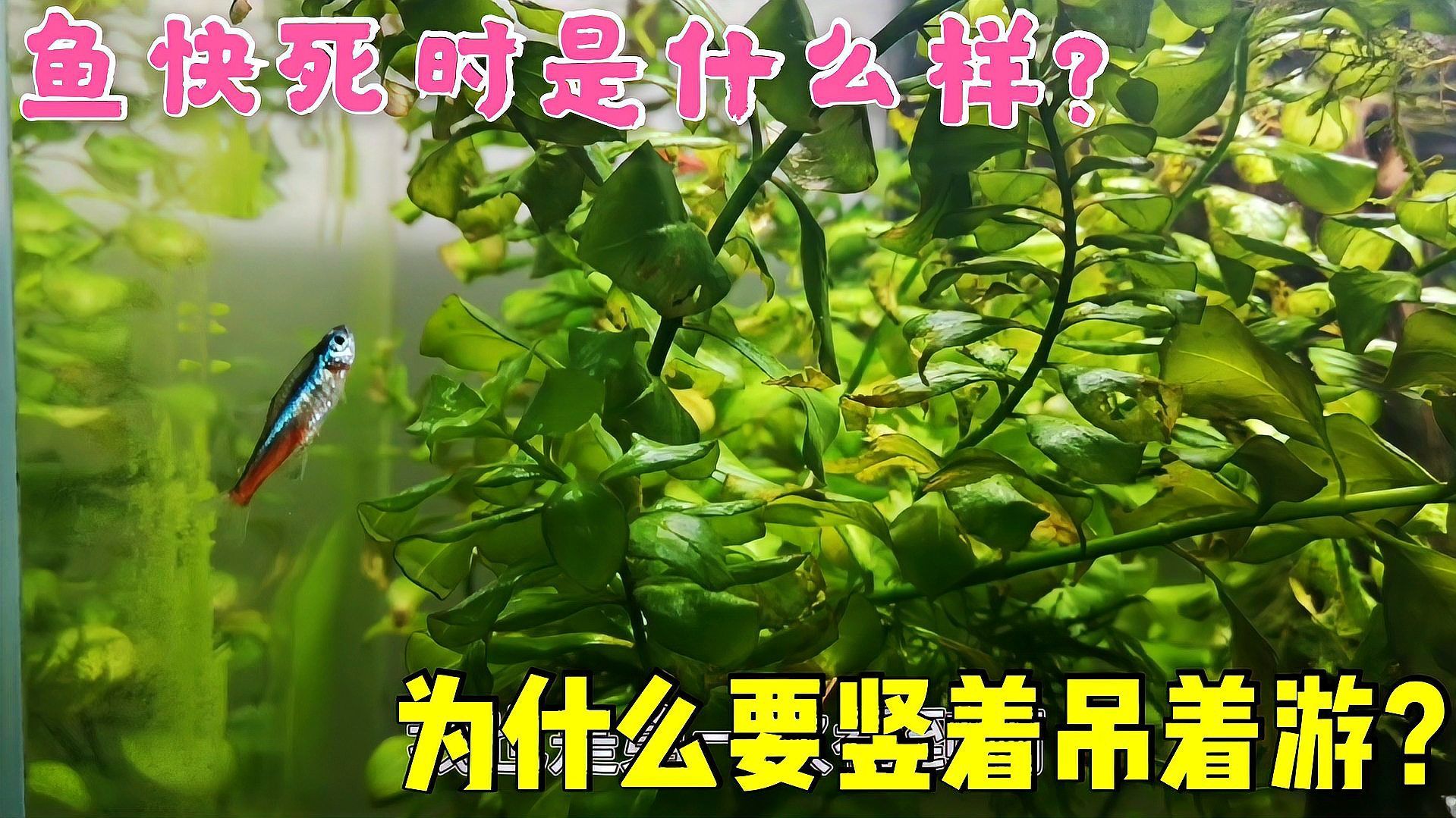 如何判斷魚是否還能救，判斷魚是否還能救，關鍵在于快速、準確地識別其生命體征和病因 如何判斷魚是否還能救，判斷魚是否還能救，關鍵在于快速、準確地識別其生命體征和病因 龍魚百科 第2張