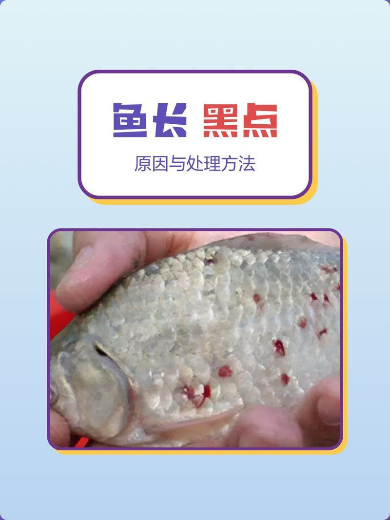 如何預防魚身上出現黑色霉斑，「金魚黑斑預防每日檢查清單」