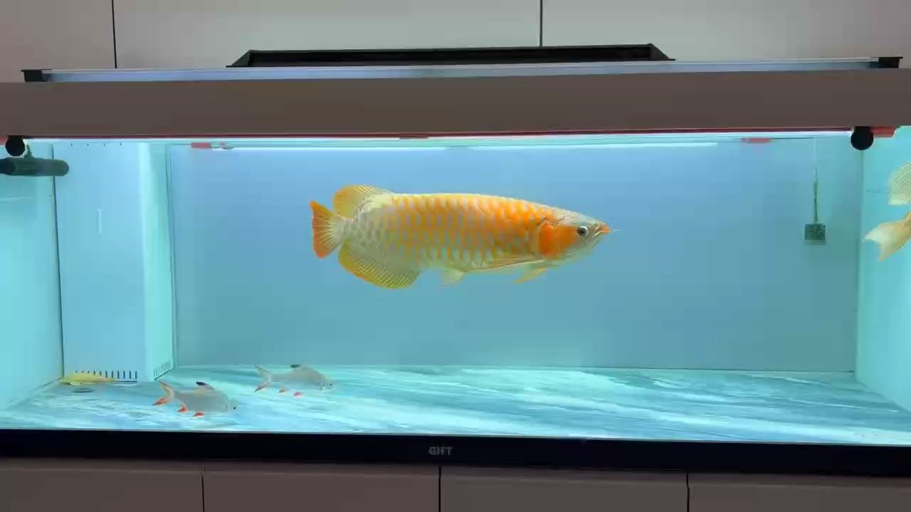 漂亮，“漂亮”這一概念的影響