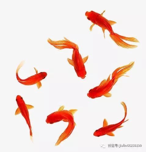 七條魚的風(fēng)水布局圖，七條魚的風(fēng)水布局圖有哪些禁忌七條魚風(fēng)水布局圖 七條魚的風(fēng)水布局圖，七條魚的風(fēng)水布局圖有哪些禁忌七條魚風(fēng)水布局圖 龍魚百科 第2張