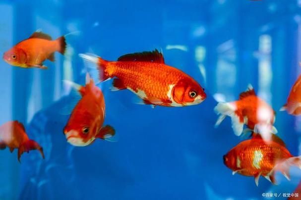 七條魚的風(fēng)水布局圖，七條魚的風(fēng)水布局圖有哪些禁忌七條魚風(fēng)水布局圖 七條魚的風(fēng)水布局圖，七條魚的風(fēng)水布局圖有哪些禁忌七條魚風(fēng)水布局圖 龍魚百科 第3張