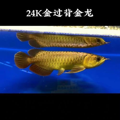 古典藍底金頭過背的魚苗價格是多少，古典藍底金頭過背的魚苗價格