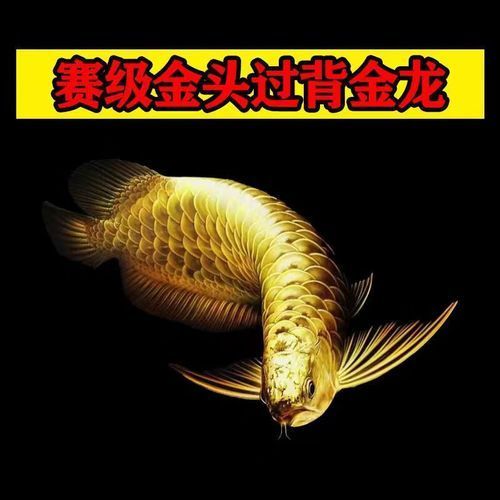 古典藍底金頭過背的魚苗價格是多少，古典藍底金頭過背的魚苗價格