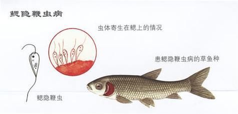 龍魚鰓蟲的繁殖方式是怎樣的，“龍魚鰓蟲”的繁殖方式配以1000字說明和圖片